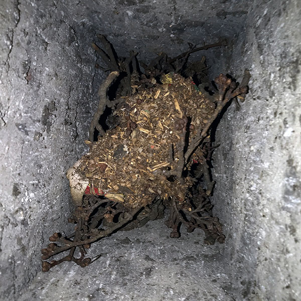 animal nest in chimneys, fort carson co